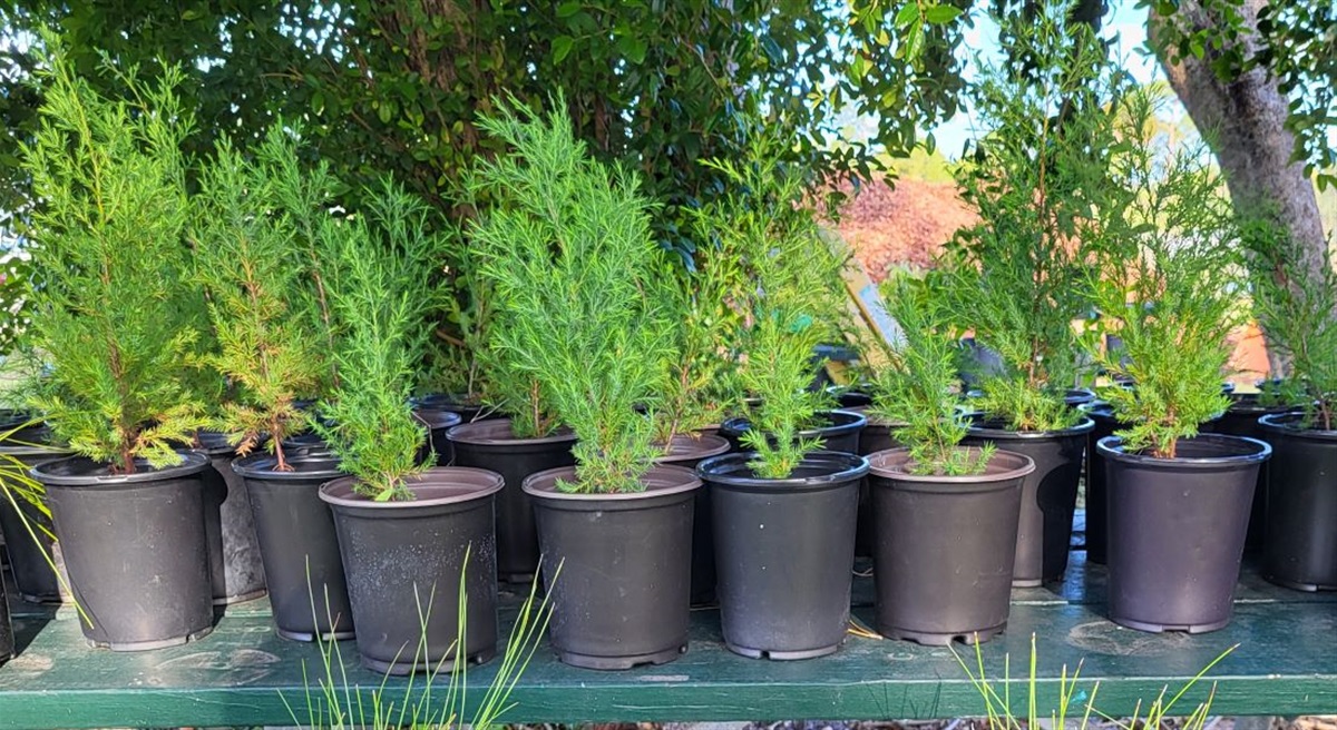 Earth Day/Arbor Day Free Tree Sapling Giveaway, April 24