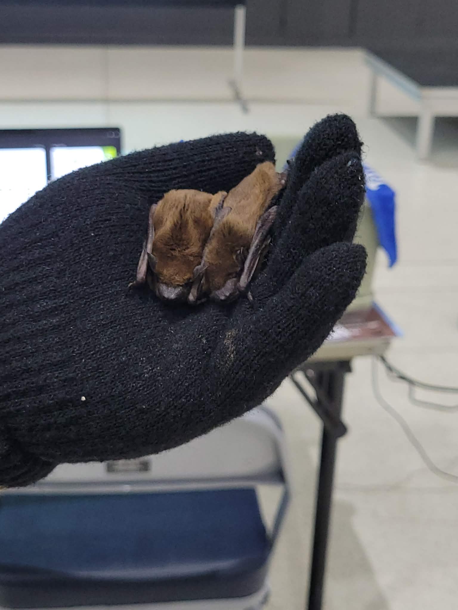 Gloved hand holds two small bats