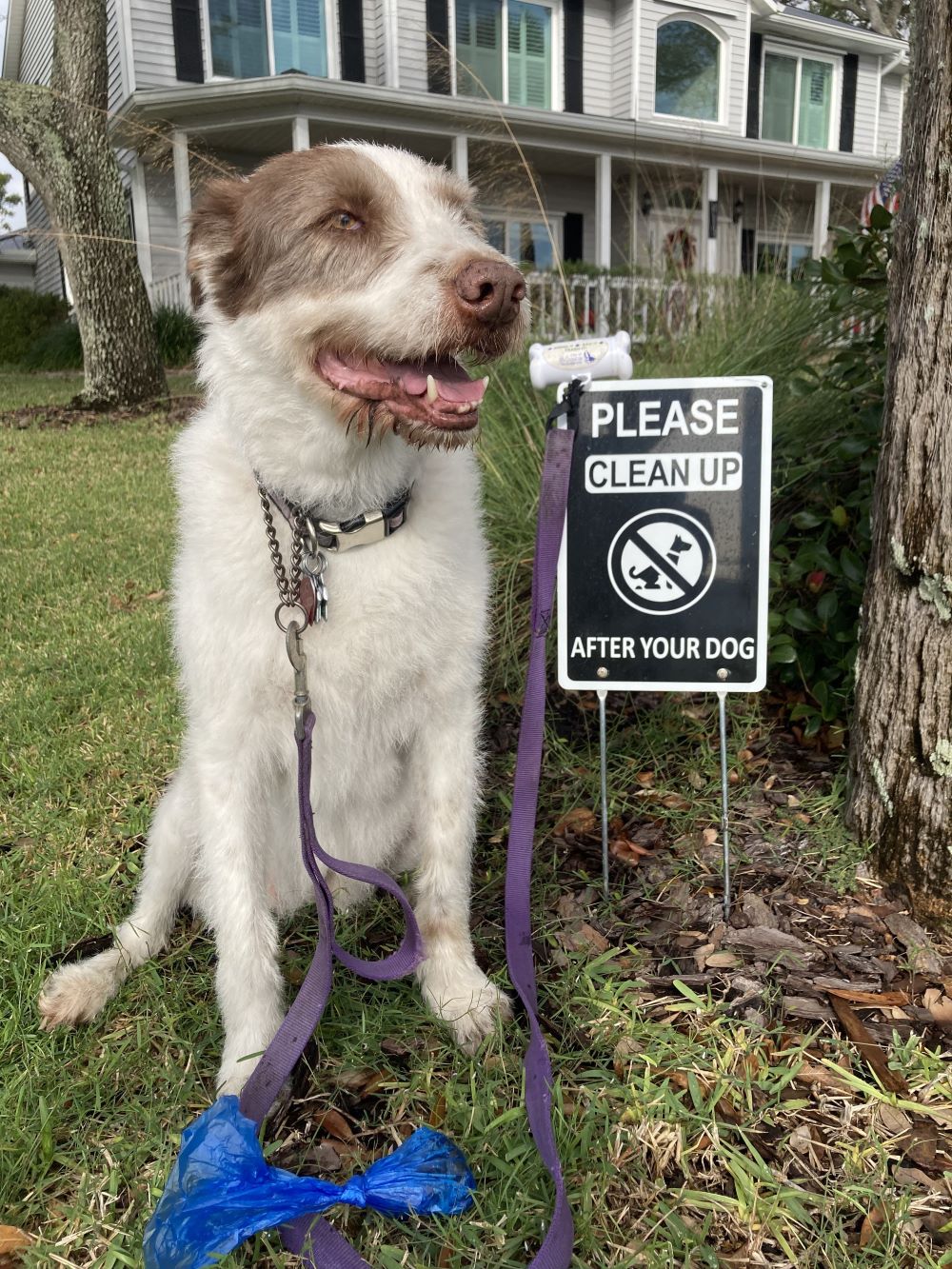 Dog outside sitting next to a tree next to a sign that says 