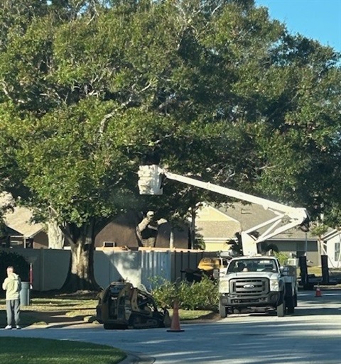 Professional landscapers trimming a large oak tree. 
